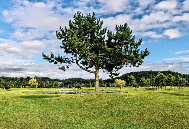 a large tree sitting on top of a lush green field, golf course, eero aarnio, landscape architecture photo, fan favorite