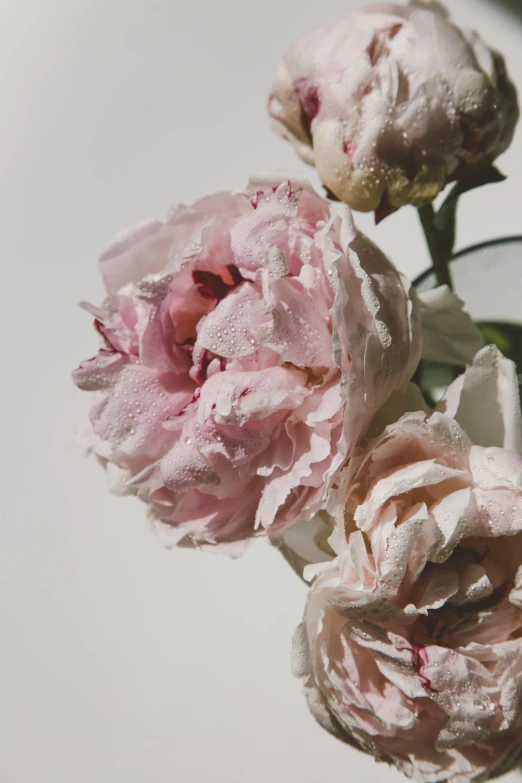 a vase filled with pink flowers sitting on top of a table, by Emily Shanks, close-up print of fractured, nick knight, peonies, soft muted colors