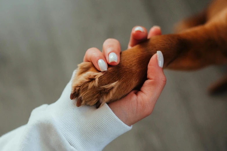 a close up of a person holding a dog's paw, trending on pexels, cinnamon skin color, animation, polish, the microchip