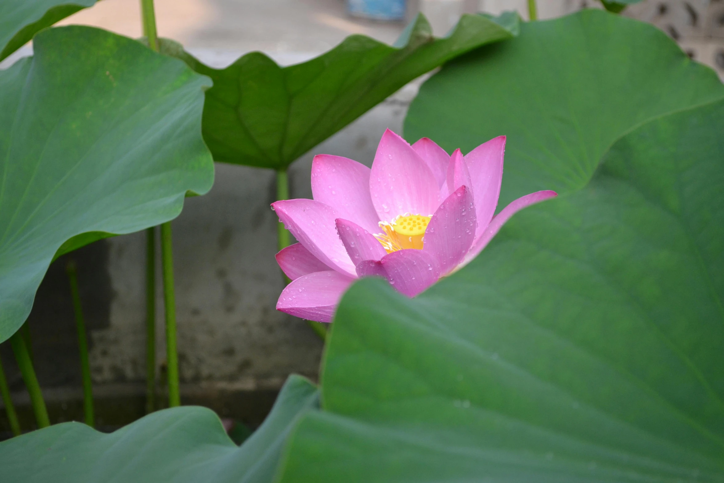 a pink flower sitting on top of a green leaf, in a pond, phong shaded, nezha, anjali mudra