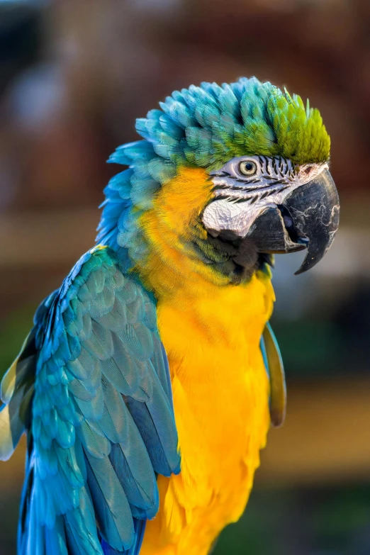 a blue and yellow parrot sitting on top of a wooden post, finely detailed facial features, brightly coloured, colored feathers, photo taken in 2 0 2 0