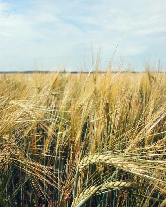 a field of ripe wheat on a sunny day, by Carey Morris, trending on unsplash, photo of green river, instagram story, malt, low quality photo