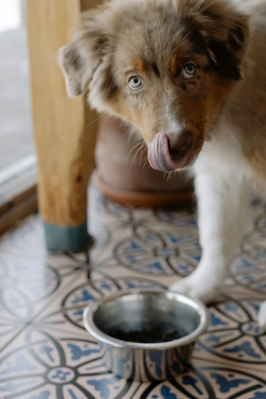 a brown and white dog standing next to a bowl, unsplash, renaissance, licking, aussie, moroccan, grey