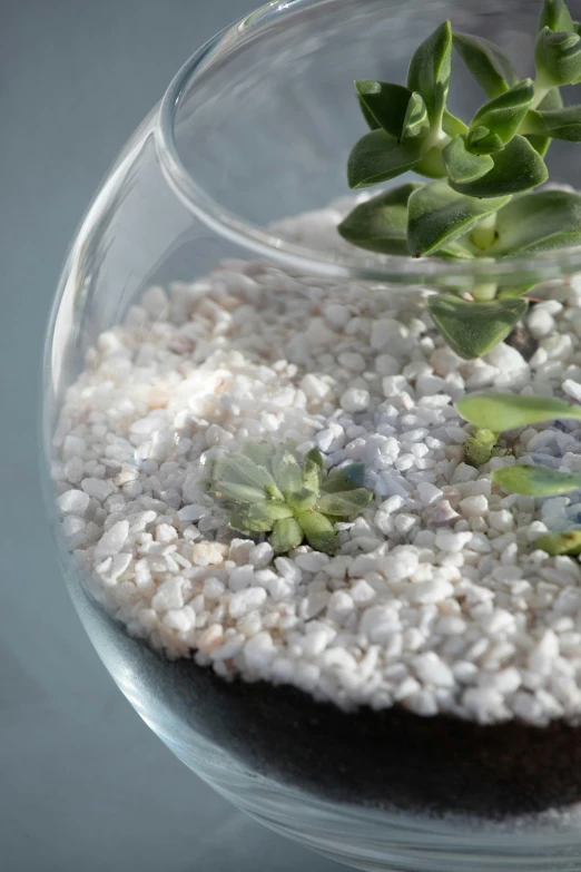 a close up of a plant in a bowl on a table, floating crystals, detailed product image, lots of glass details, slate