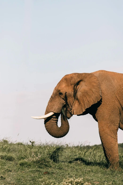 an elephant standing on top of a lush green field, portrait featured on unsplash, brown, left profile, sustainable materials