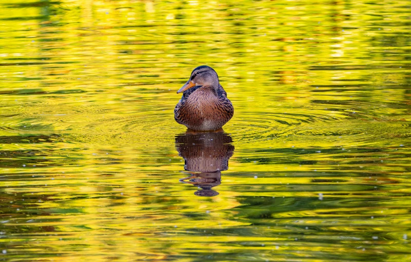 a duck sitting on top of a body of water, by Jan Rustem, pixabay contest winner, precisionism, layers of colorful reflections, golden sunlight, shot with sony alpha 1 camera, ripples