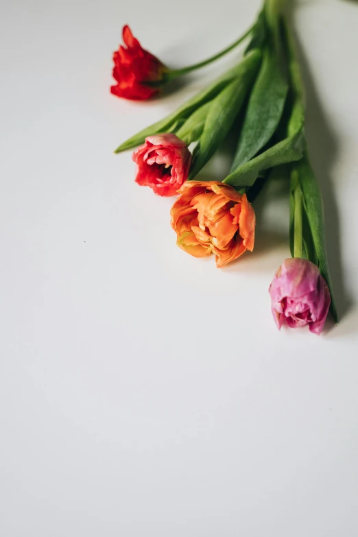 a bunch of flowers sitting on top of a table, unsplash, white backdrop, tulip, color image, multiple stories