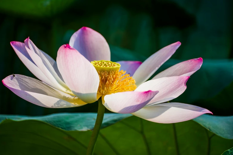 a pink flower sitting on top of a green leaf, unsplash, hurufiyya, lotuses, paul barson, white, as photograph