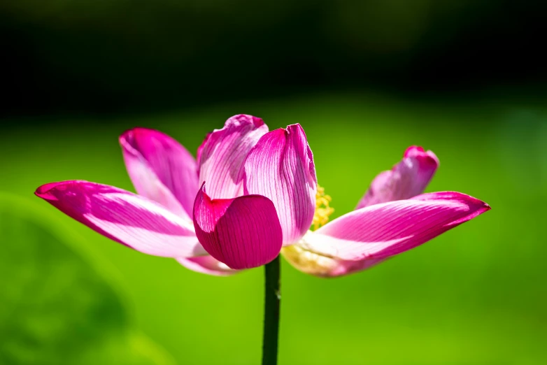 a close up of a pink flower on a stem, by Sven Erixson, pexels, lotus, striking pose, bright sunny day, various posed