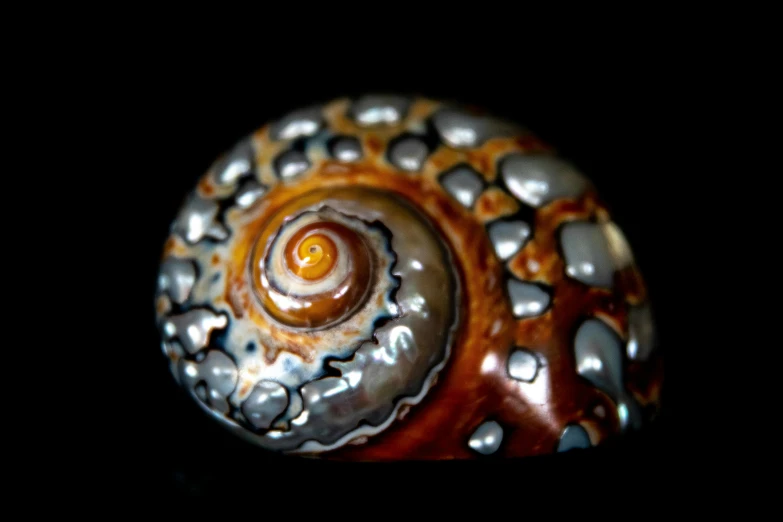 a close up of a snail shell on a black background, featured on zbrush central, art photography, corals are gemstones, gradient brown to silver, singularity sculpted �ー etsy, octopus