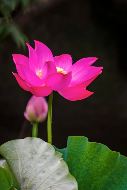 a pink flower sitting on top of a green leaf, at night, lotus pond, paul barson, striking colour