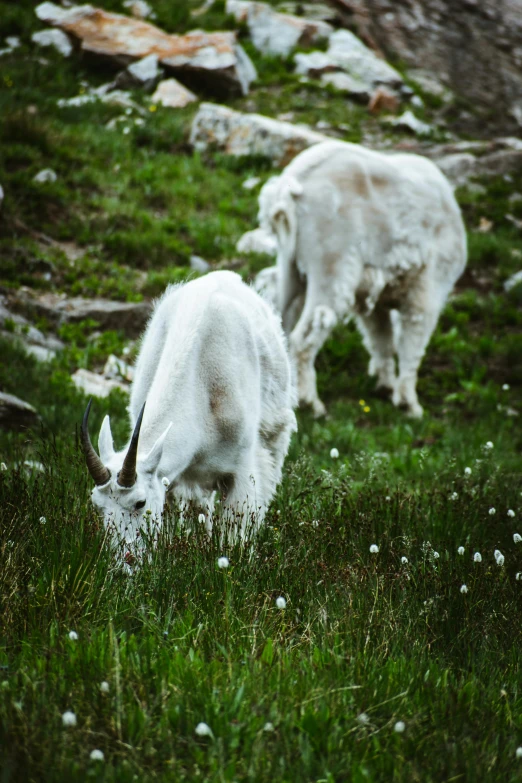 a couple of goats standing on top of a lush green hillside, inspired by Elsa Bleda, pexels contest winner, bushy white beard, eating, alps, slide show