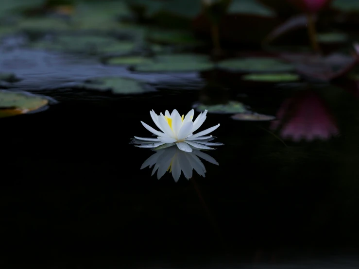 a white flower floating on top of a body of water, sitting at a pond, shot with sony alpha 1 camera, reflective light, mid-shot