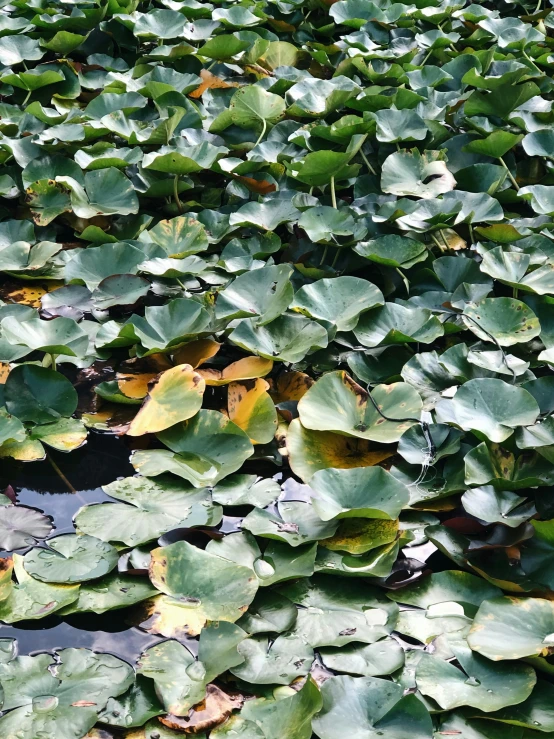 a pond filled with lots of green leaves, an album cover, pexels, hurufiyya, no cropping, low quality photo, low detail, lotuses