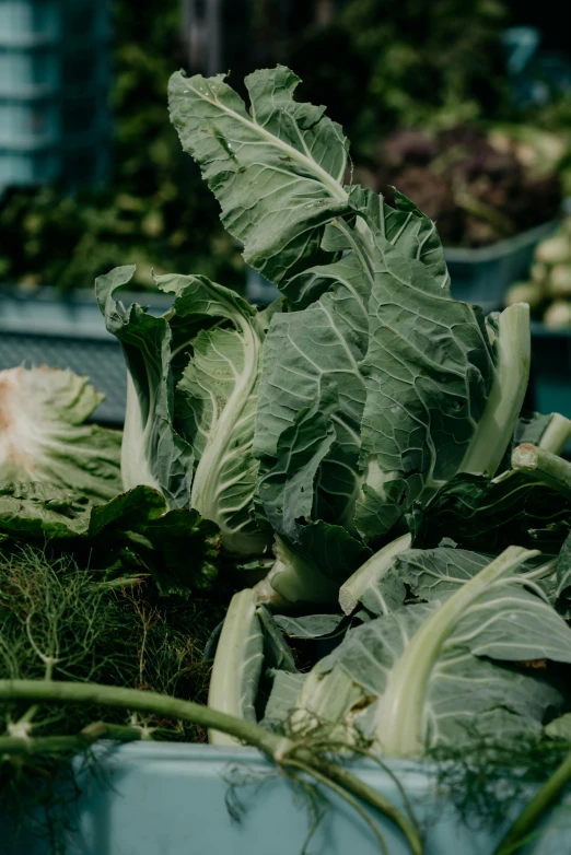 a cat sitting on top of a bed of lettuce, by Jacob de Heusch, unsplash, renaissance, farmer's market setting, closeup of arms, piled around, where a large