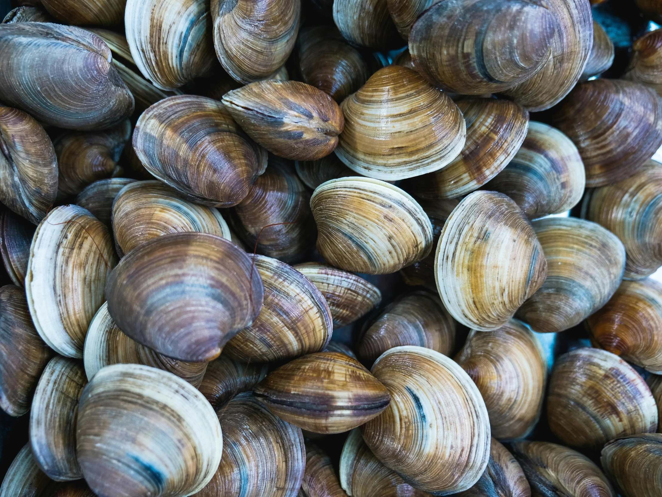 a pile of clams sitting on top of each other, an album cover, unsplash, full frame image, 6 pack, rhode island, thumbnail