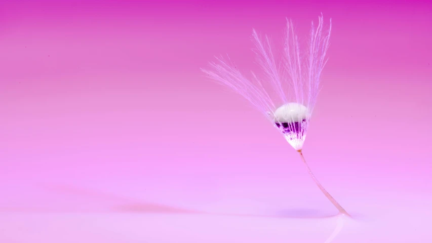 a close up of a dandelion on a pink background, by Jan Rustem, unsplash, art photography, tear drop, soft 3d render, fiber optic hair, shot on sony a 7