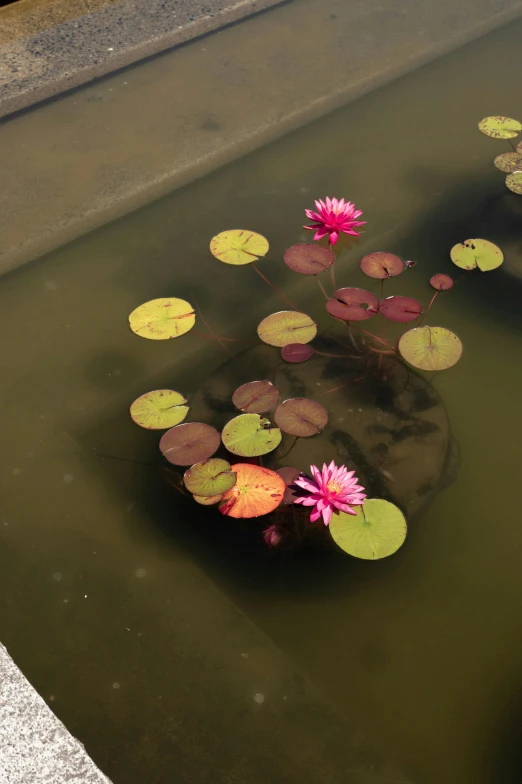 a pond filled with lots of water lilies, pink water in a large bath, looking down from above, celestial gardens, up-close