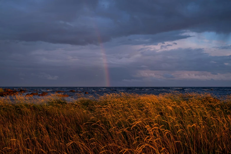 a rainbow in the sky over a body of water, by Jesper Knudsen, unsplash contest winner, romanticism, phragmites, storm at sea, gold, slide show
