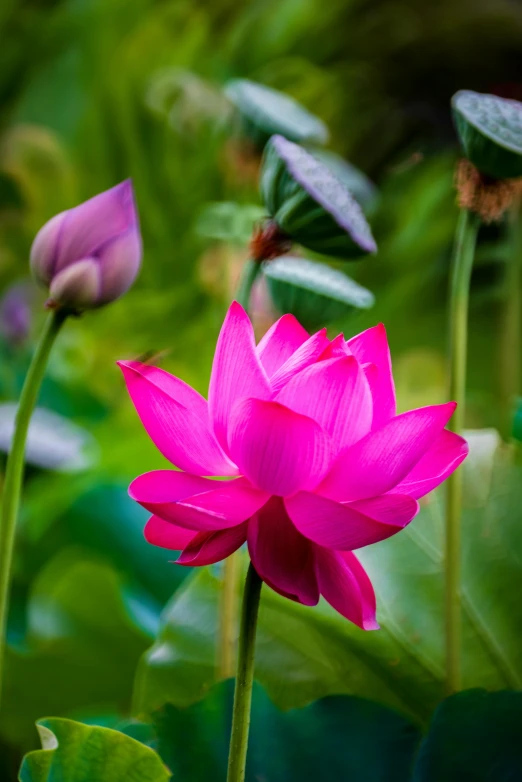 a pink flower sitting on top of a lush green field, sitting on a lotus flower, mystical kew gardens, magenta