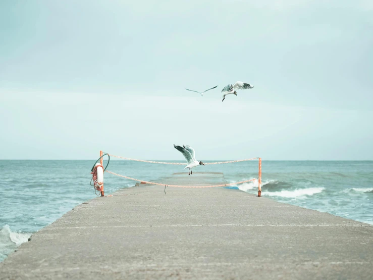 a man standing on top of a pier next to the ocean, by Lucia Peka, pexels contest winner, magic realism, three birds flying around it, hunting, runway, street photo