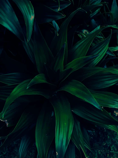 a white fire hydrant sitting next to a lush green plant, an album cover, inspired by Elsa Bleda, trending on unsplash, 4 k hd wallpapear, very dark with green lights, bromeliads, top down view
