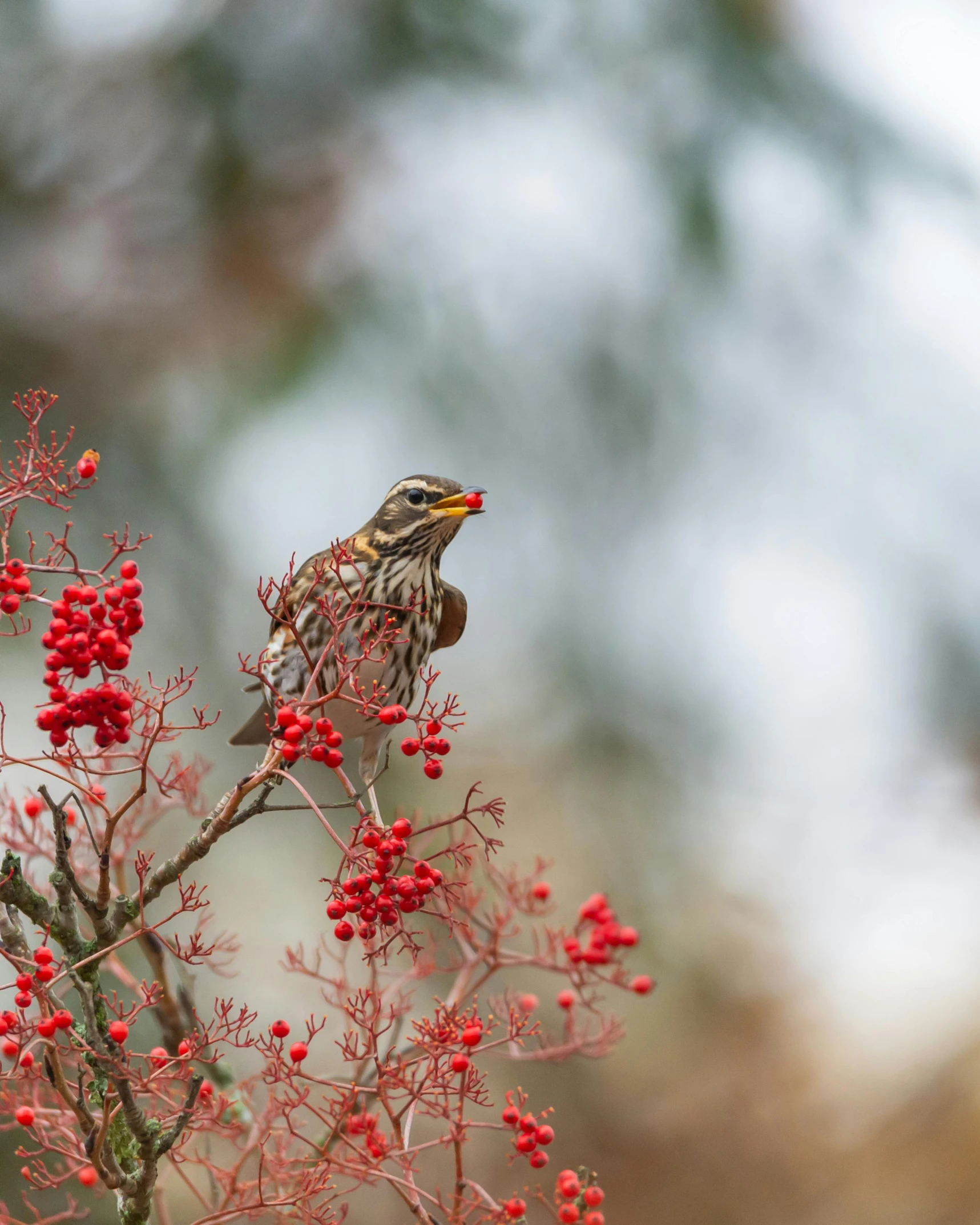 a bird sitting on top of a tree filled with red berries, next to a plant, food, speckled, photographed