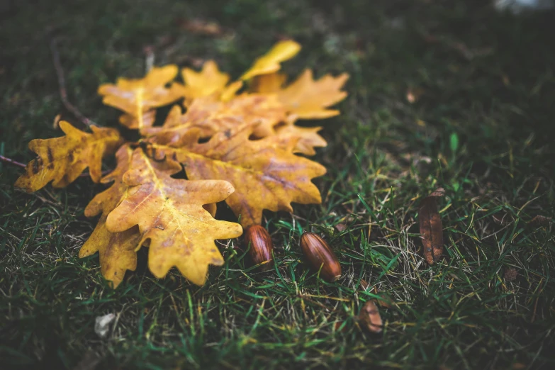 a bunch of leaves and acorns laying on the ground, a photo, trending on pexels, vintage color, yellow, oak tree, lying on the grass