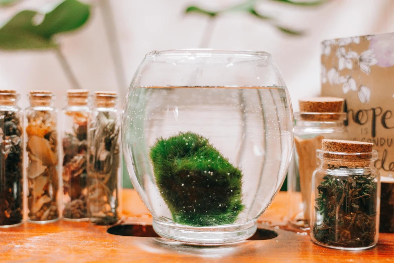 a glass vase filled with green moss sitting on top of a wooden table, trending on pexels, barreleye fish, water bear, full of ferrofluid, jar on a shelf