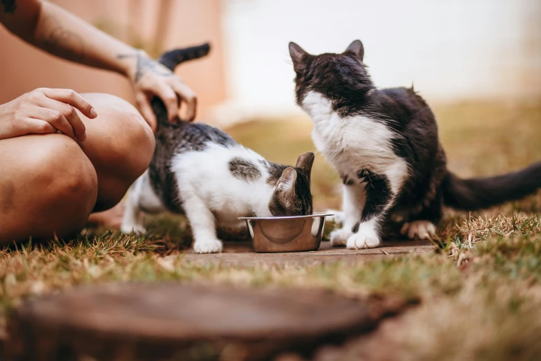 a couple of cats that are eating out of a bowl, by Julia Pishtar, pexels contest winner, people outside eating meals, filling with water, middle close up shot, 4 legs