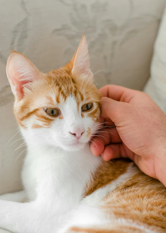 a close up of a person petting a cat on a couch, white and orange, left ear, young male, short neck