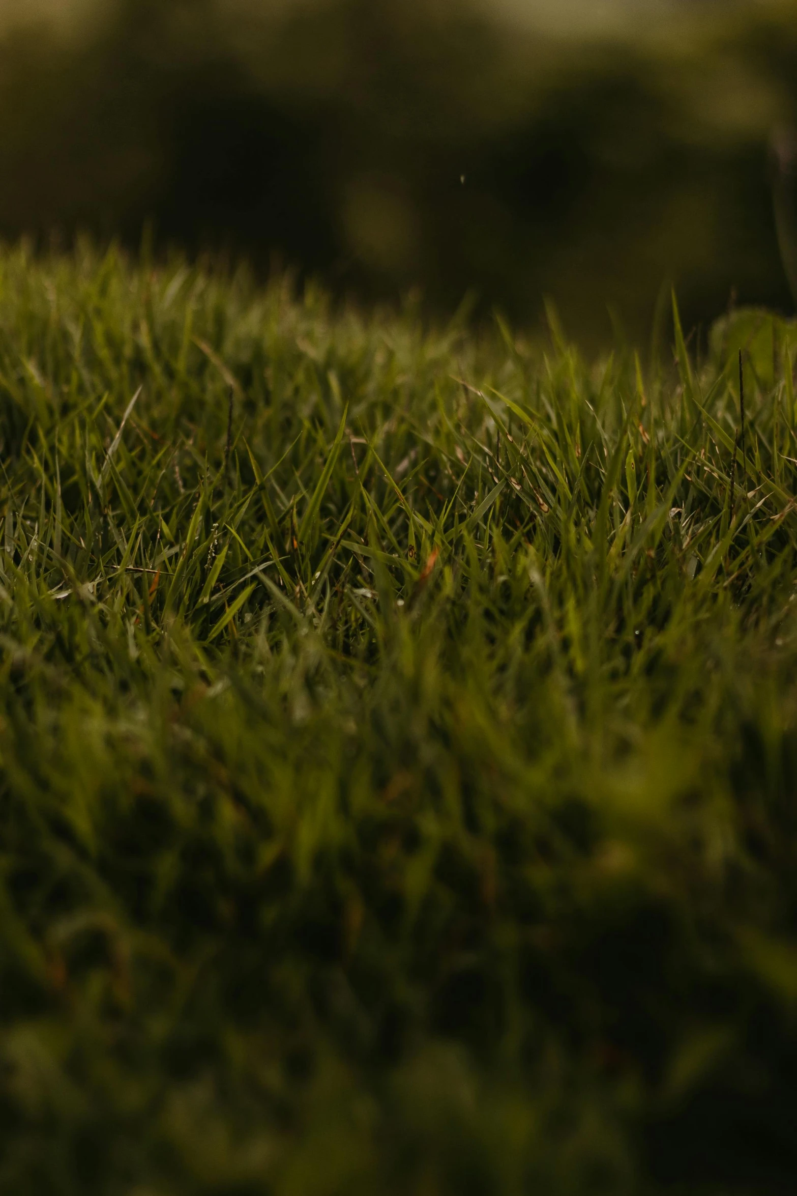 a golf ball sitting on top of a lush green field, a macro photograph, by Andrew Domachowski, realism, soft light 4k, crawling along a bed of moss, at dusk at golden hour, cinematic shot ar 9:16 -n 6 -g