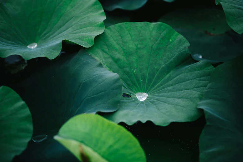 a close up of a leaf with water droplets on it, a picture, unsplash, hurufiyya, lotus pond, kimitake yoshioka, shot on hasselblad, illustration