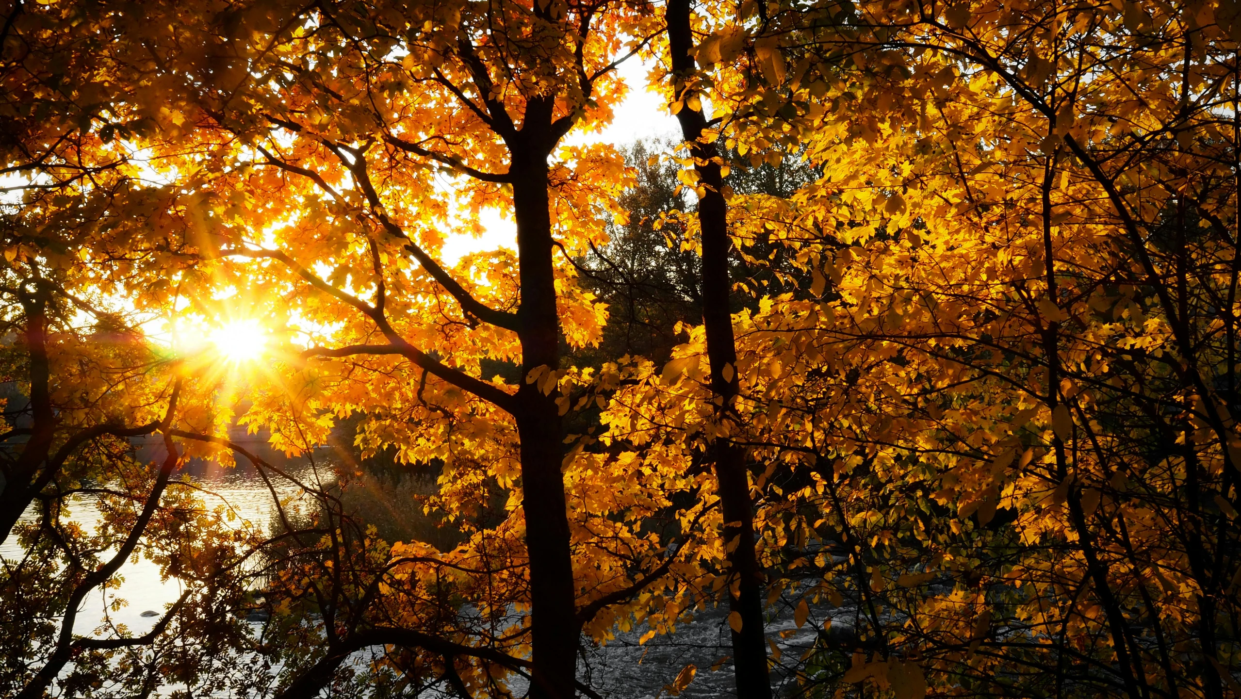 the sun is shining through the trees by the water, inspired by Tom Thomson, pexels contest winner, gold leaves, thumbnail, golden hour 8k, shining gold and black and red