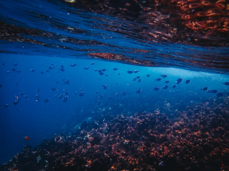 a large group of fish swimming in the ocean, by Adam Marczyński, unsplash contest winner, bubbly underwater scenery, azure and red tones, view from the side”, slightly tanned