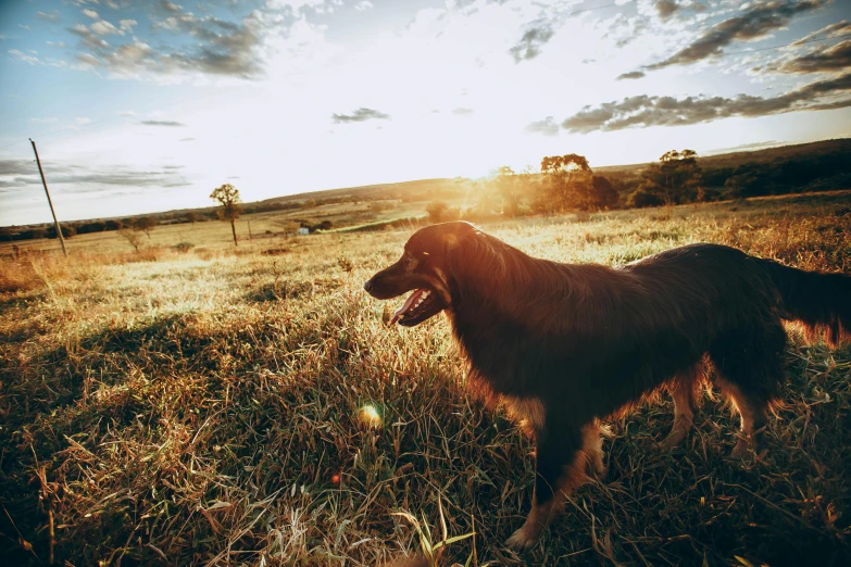 a dog that is standing in the grass, by Jessie Algie, unsplash, happening, an australian summer landscape, sun behind her, countryside, post processed