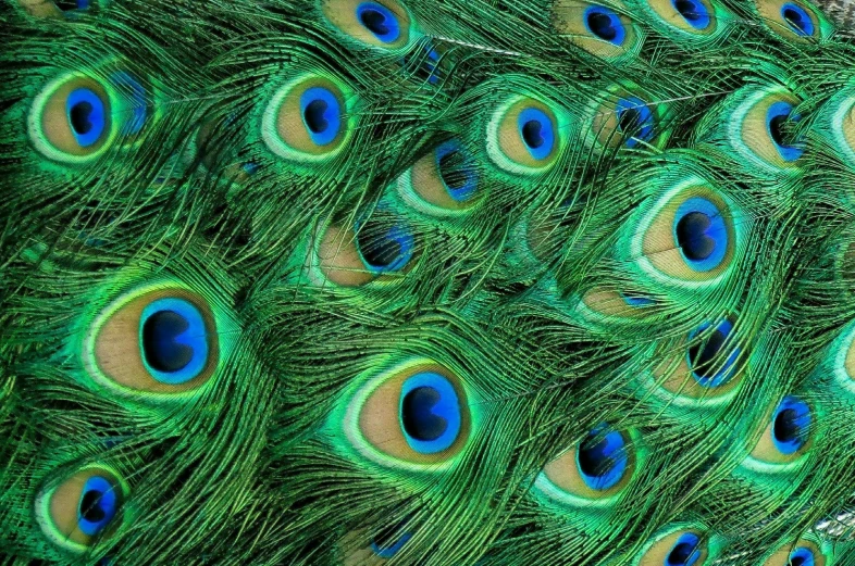 a close up of a peacock's tail feathers, an album cover, too many eyes, istockphoto, birdseye view, ai biodiversity