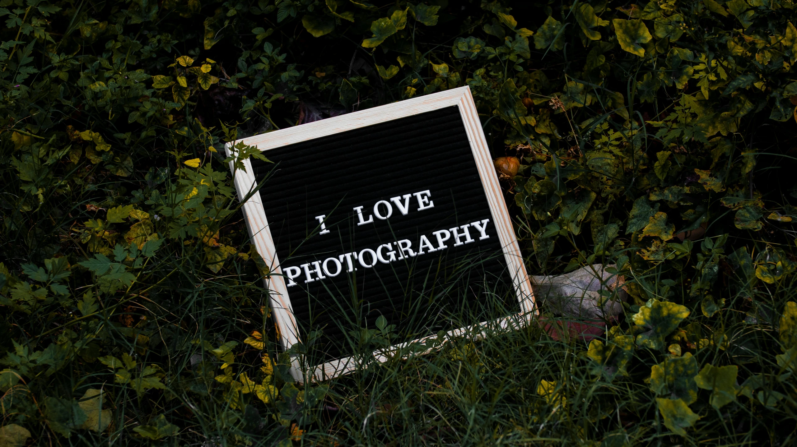 a sign in the grass that says i love photography, by Julia Pishtar, art photography, photographic print, with a black background, - i