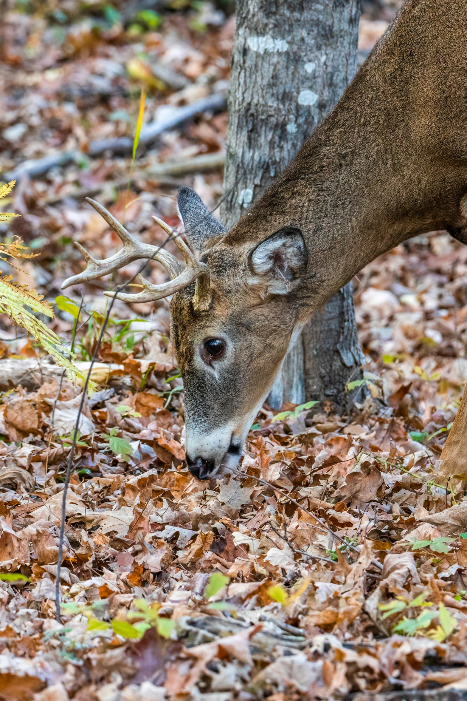 a deer standing next to a tree in the woods, up-close, covered in fallen leaves, slide show, licking out