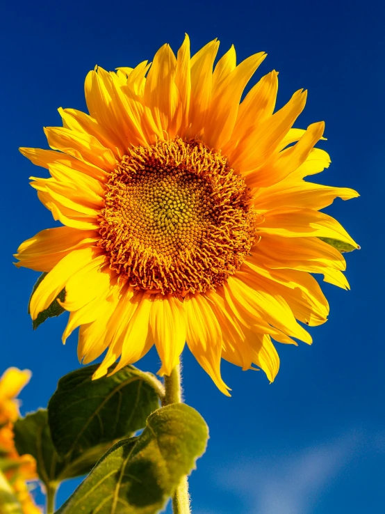 a close up of a sunflower with a blue sky in the background, profile image