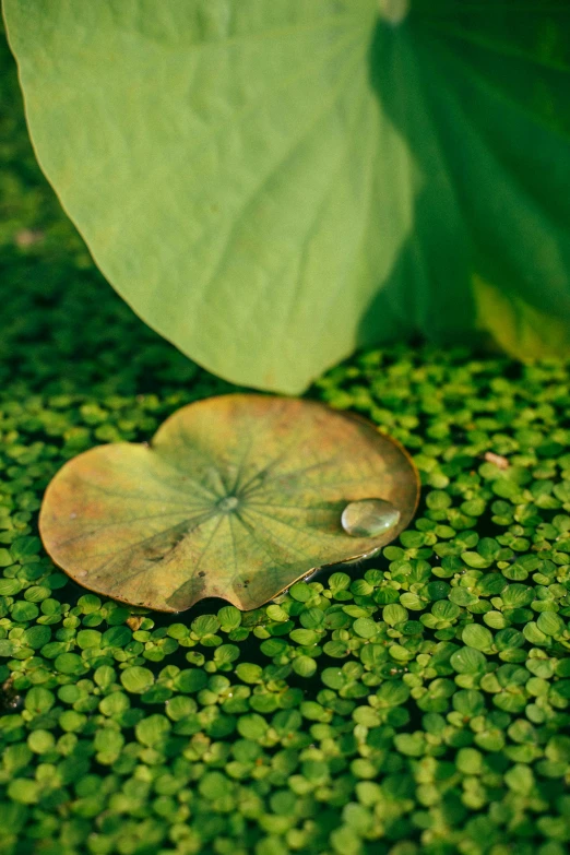 a leaf sitting on top of a bed of green plants, lying on lily pad, award-winning photograph, fairy circles, seeds