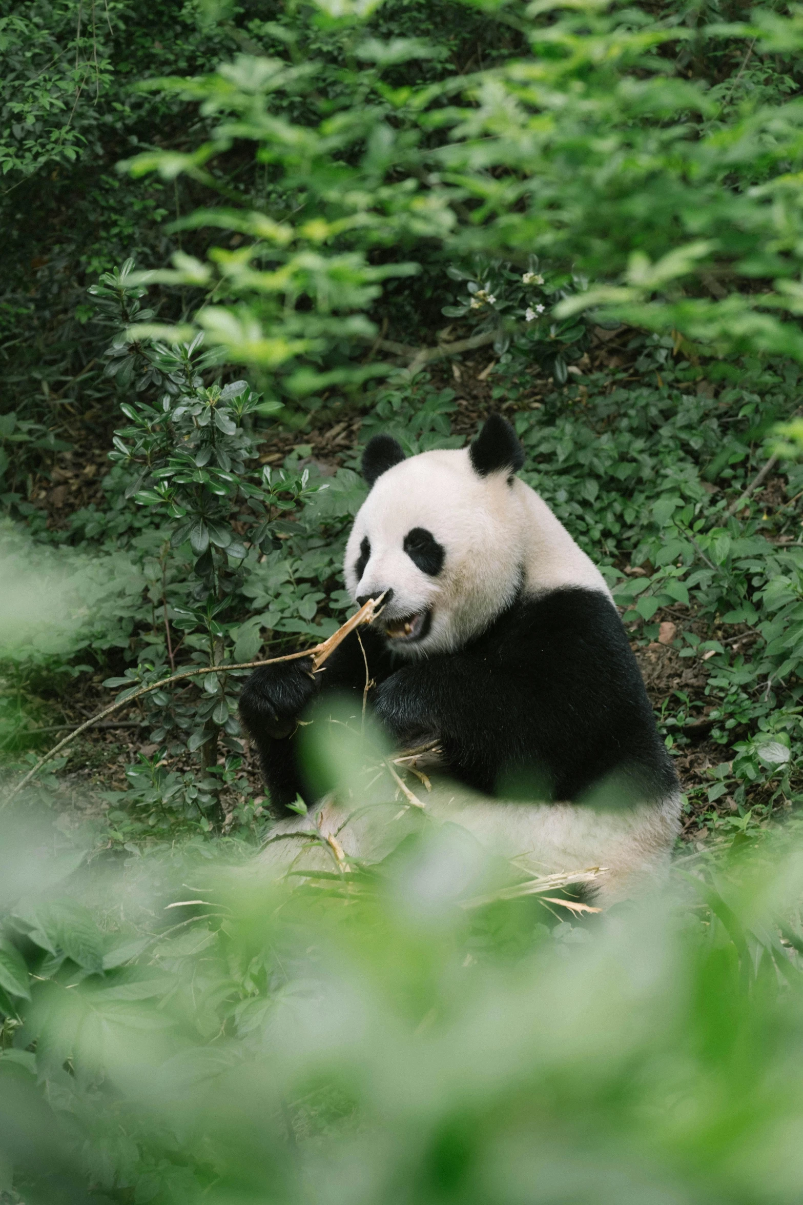 a panda bear sitting on the ground eating bamboo, pexels contest winner, white, hangzhou, made of bamboo, asian male