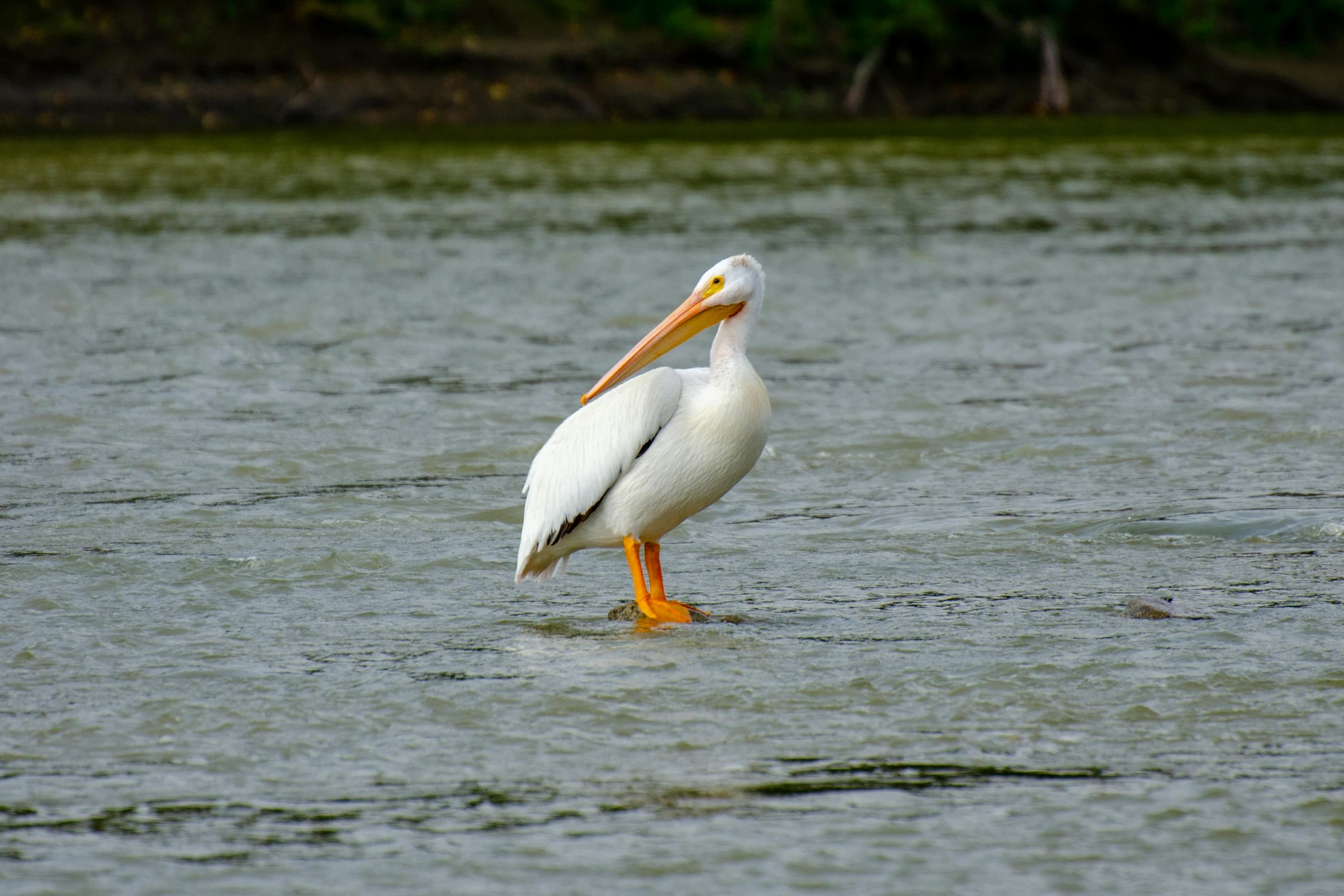 a large white bird standing on top of a body of water, pexels contest winner, backwater bayou, bushy white beard, 🦩🪐🐞👩🏻🦳, high resolution photo