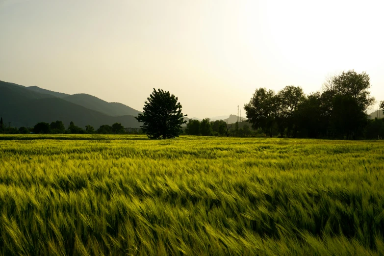 a field of green grass with mountains in the background, by Jang Seung-eop, pexels contest winner, wheat field, evening light, medium format. soft light, turkey