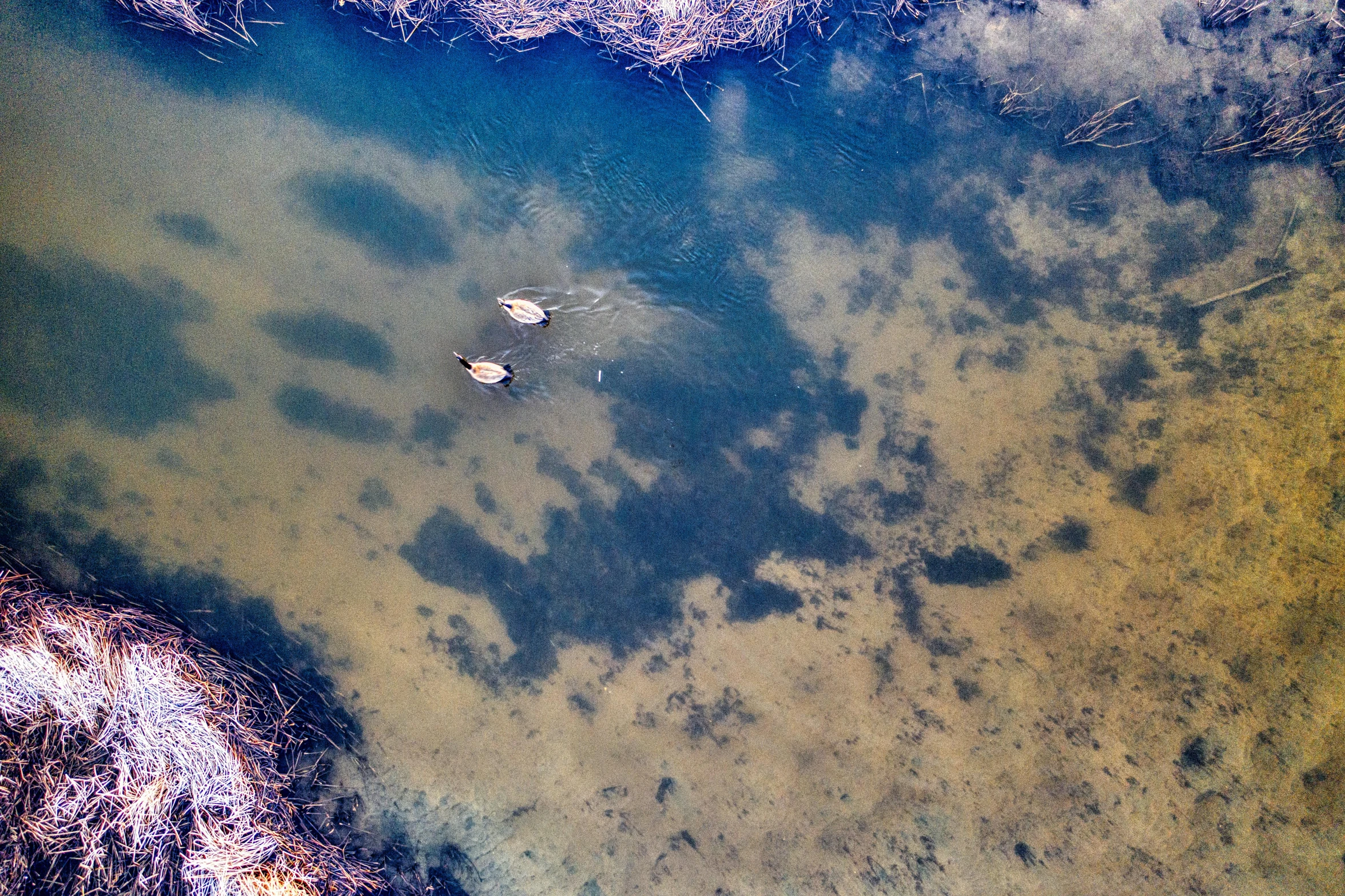 a couple of ducks floating on top of a body of water, by Jan Rustem, unsplash, hurufiyya, helicopter view, bioremediation, blue river in the middle, underwater photograph