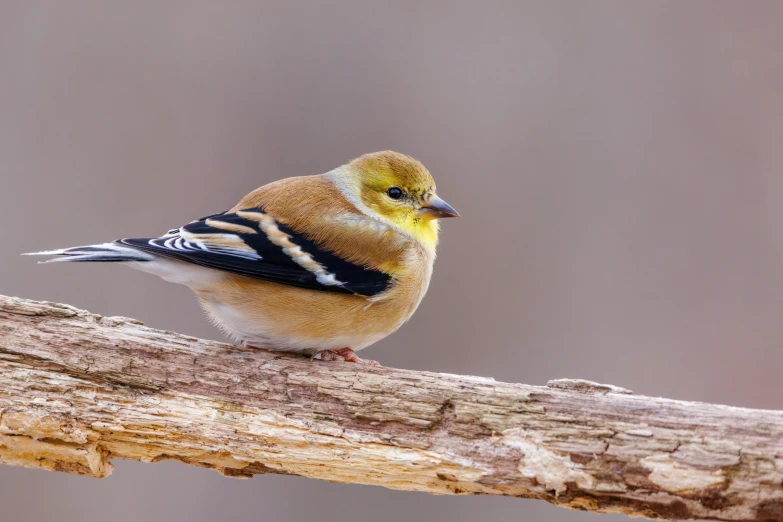 a small bird sitting on top of a tree branch, yellowed, feathered head, looking confident, 1 male