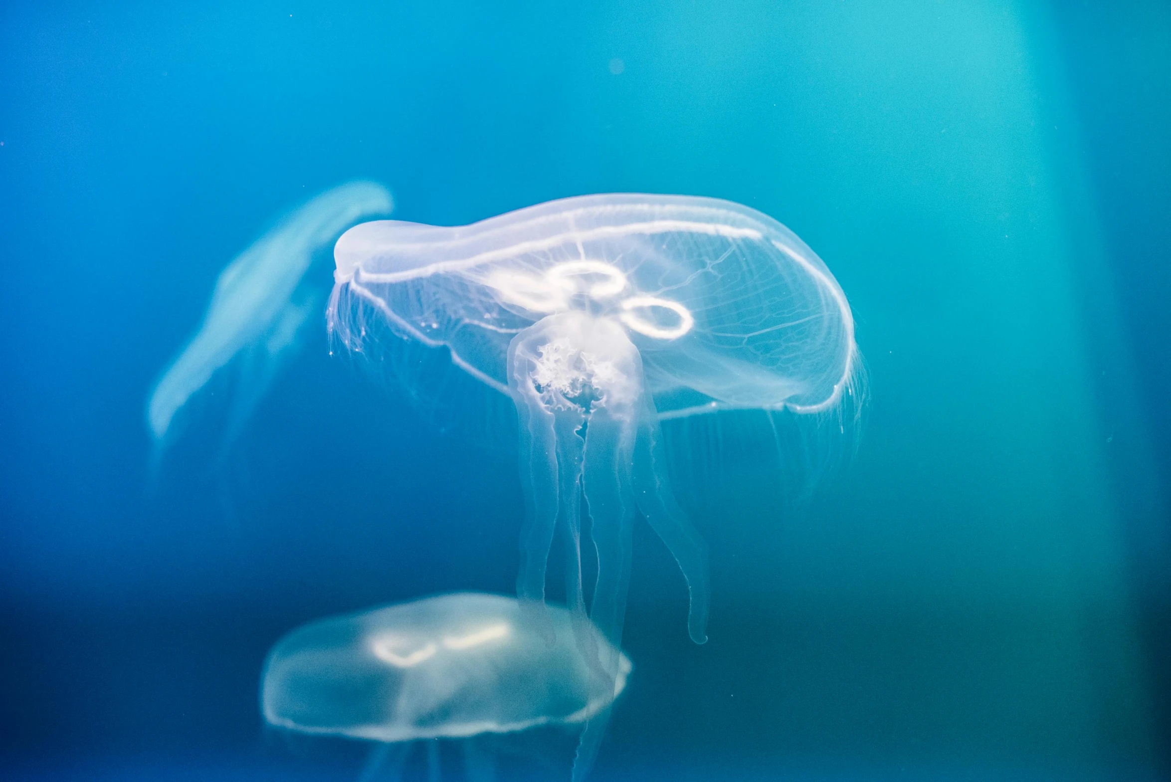 a couple of jellyfish swimming next to each other, by Adam Marczyński, unsplash, plasticien, light-blue, dynamic closeup, high quality product image”, transparent liquid