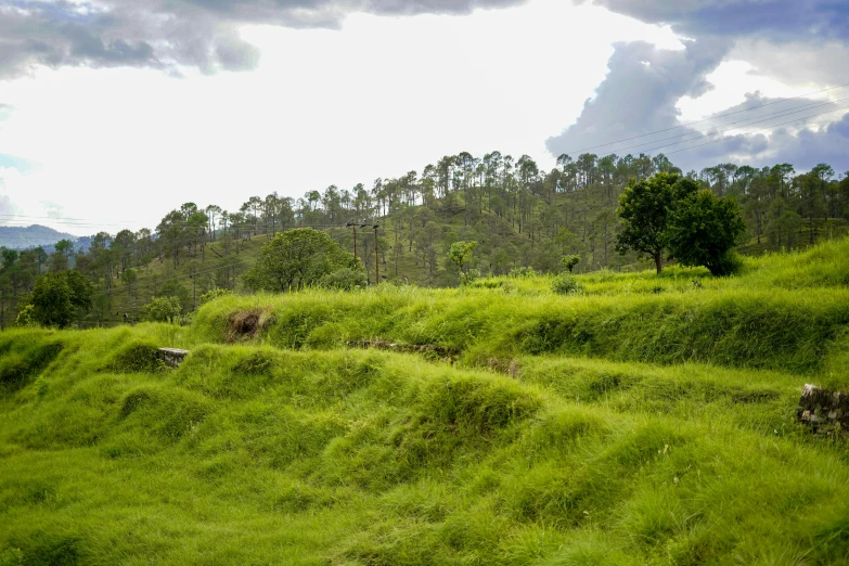 a cow standing on top of a lush green hillside, serpentine maze, indore, profile image, fan favorite