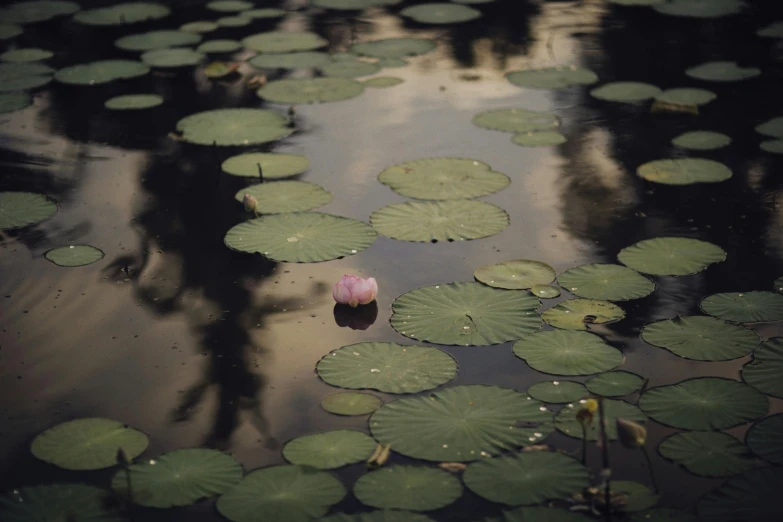 a pink flower floating on top of a body of water, a picture, by Elsa Bleda, unsplash, hurufiyya, pond with frogs and lilypads, photo taken on fujifilm superia, alessio albi, sydney hanson