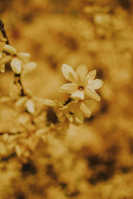 a close up of a flower on a tree branch, an album cover, inspired by Elsa Bleda, yellow tint, bittersweet, low quality photo, vanilla